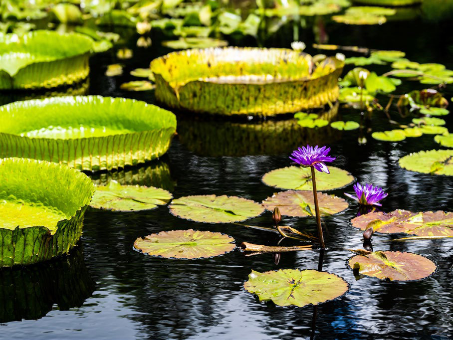 Lily pads at the Naples Botanical Garden