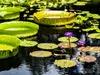 Lily pads at the Naples Botanical Garden